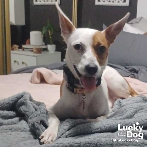 PECAS - Terrier / Shepherd available for adoption