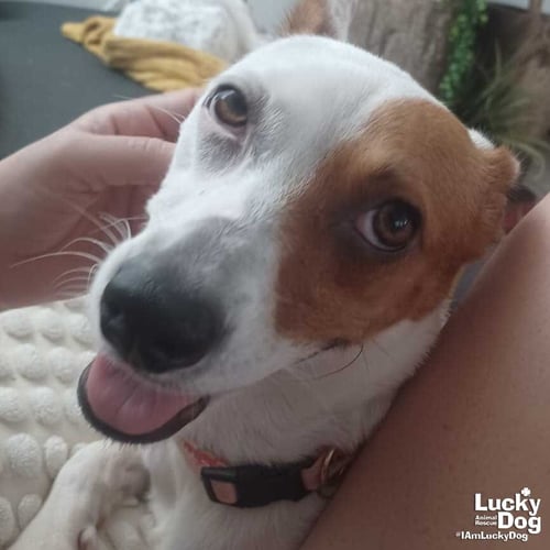 PECAS - Terrier / Shepherd available for adoption