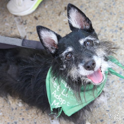 DIAMOND - Terrier available for adoption