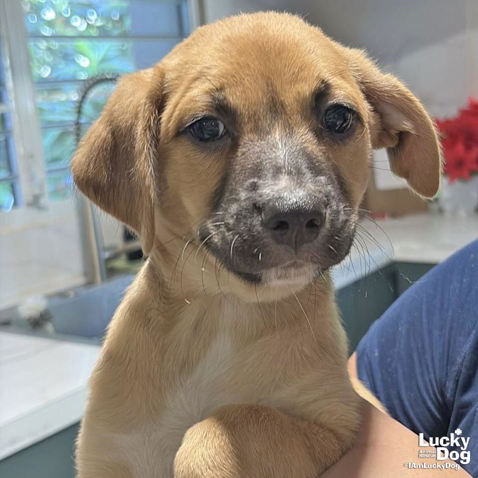 CANDY - Labrador Retriever / Shepherd available for adoption