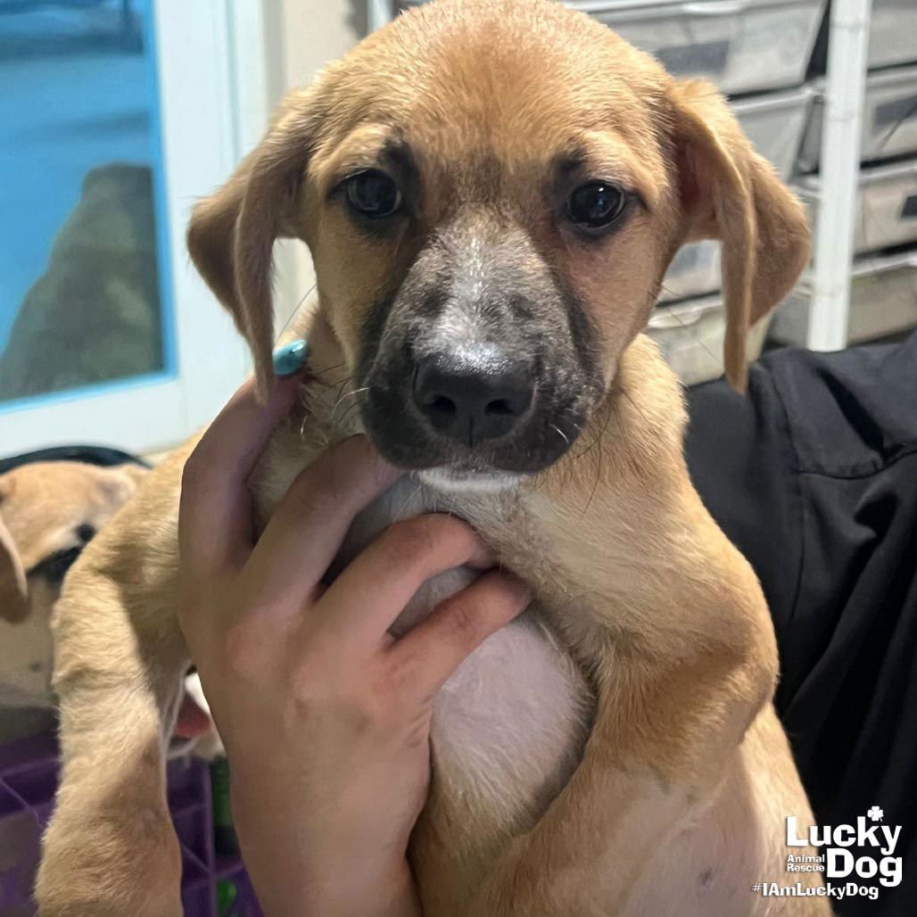 CANDY - Labrador Retriever / Shepherd available for adoption