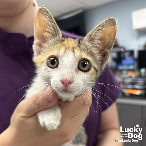 PIPI - Domestic Short Hair available for adoption