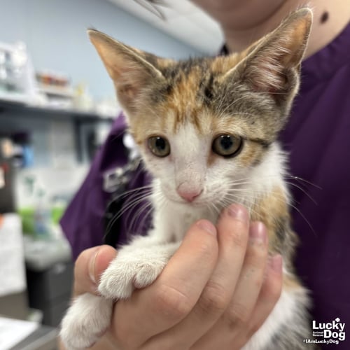 PIPI - Domestic Short Hair available for adoption