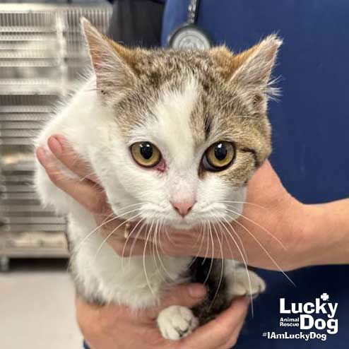 GRETA - Domestic Short Hair available for adoption