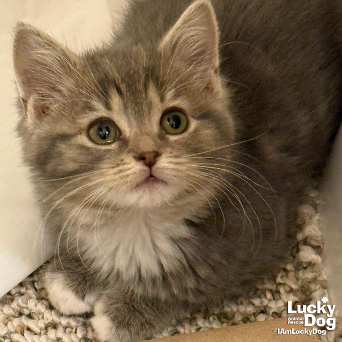 LIL CORNDOG - Domestic Short Hair available for adoption