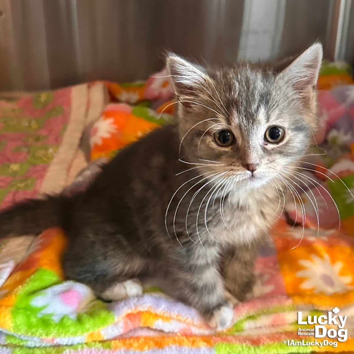 LIL CORNDOG - Domestic Short Hair available for adoption