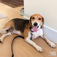 Earl - Photo 4