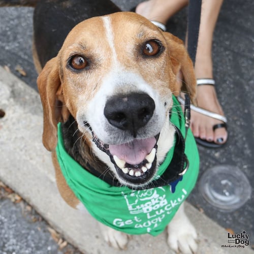 EARL - Beagle available for adoption