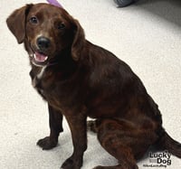 Opie - Photo 1
