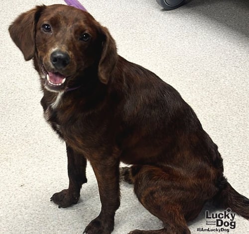 OPIE - Shepherd / Spaniel available for adoption