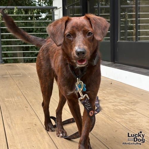 OPIE - Shepherd / Spaniel available for adoption