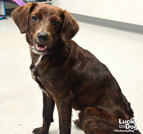 OPIE - Shepherd / Spaniel available for adoption