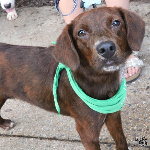 OPIE - Shepherd / Spaniel available for adoption