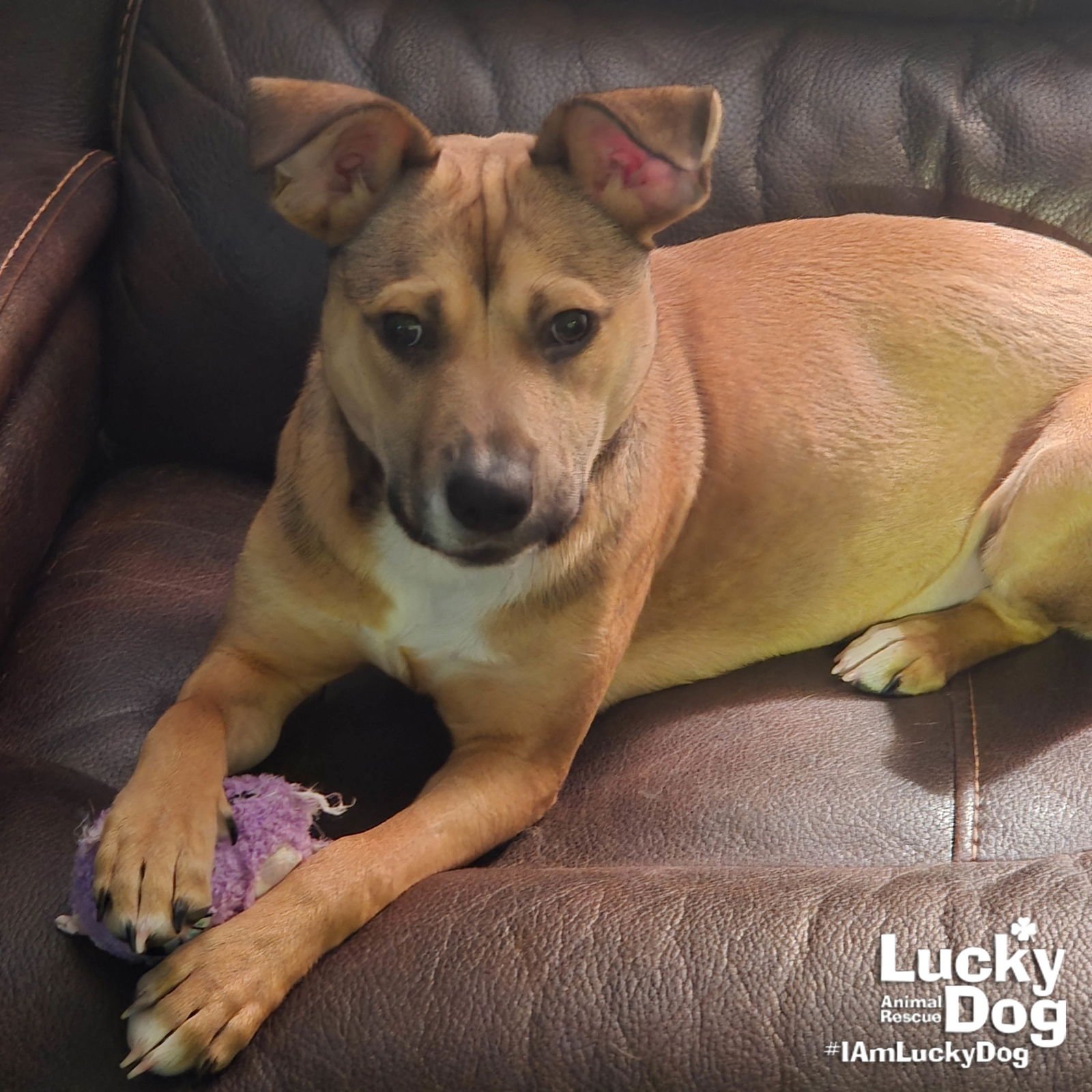 DEE - Shepherd / Retriever available for adoption