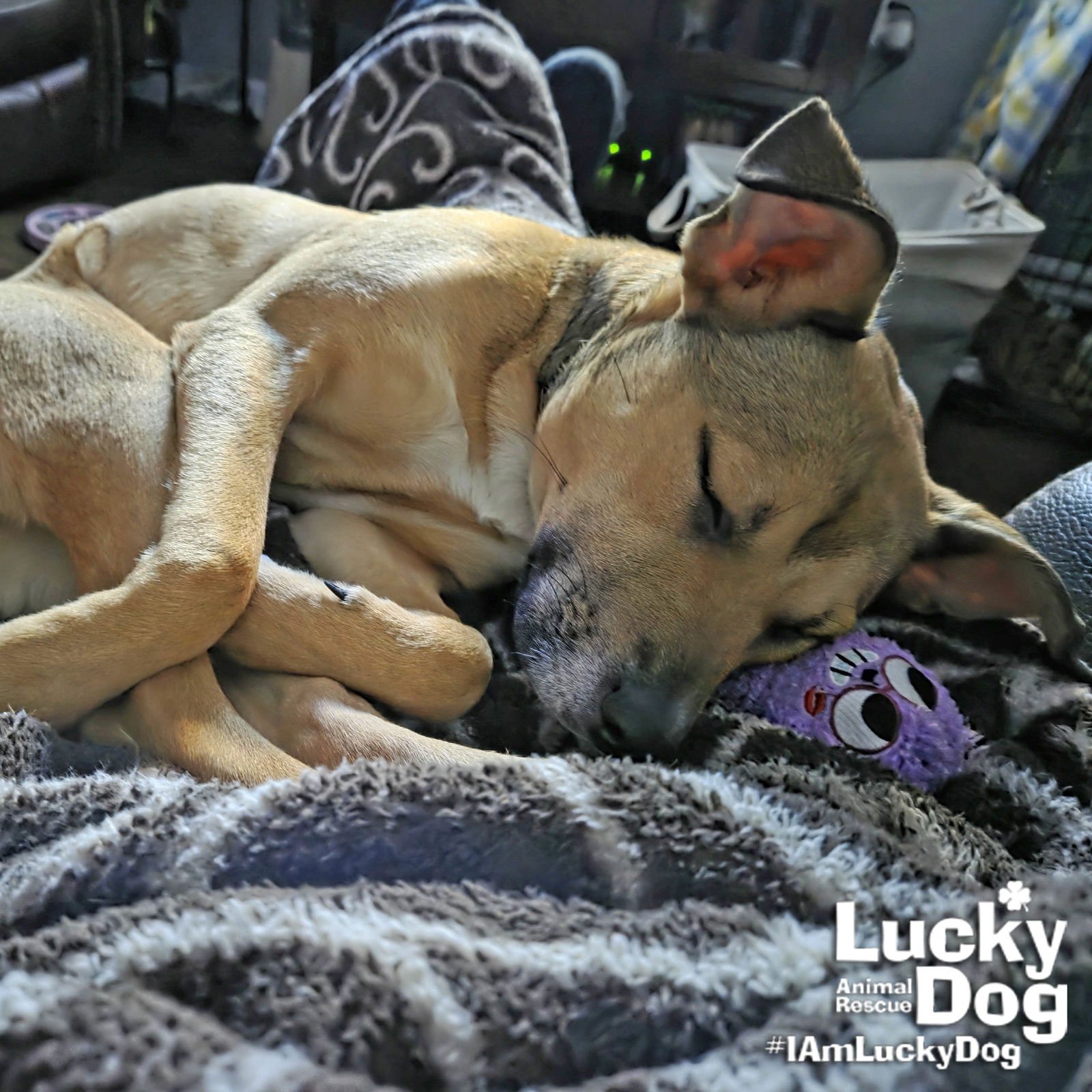 DEE - Shepherd / Retriever available for adoption