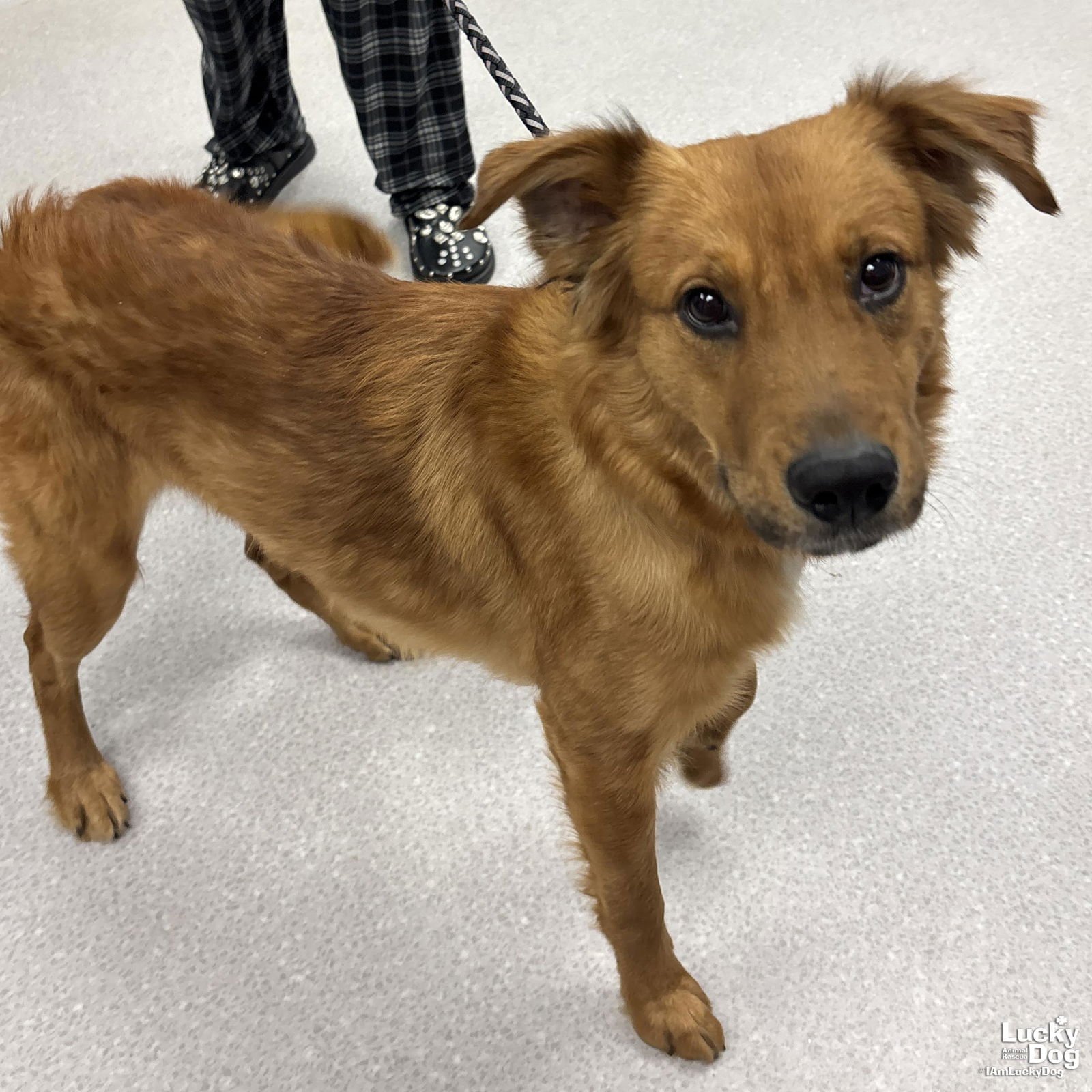 BEAR - Golden Retriever available for adoption