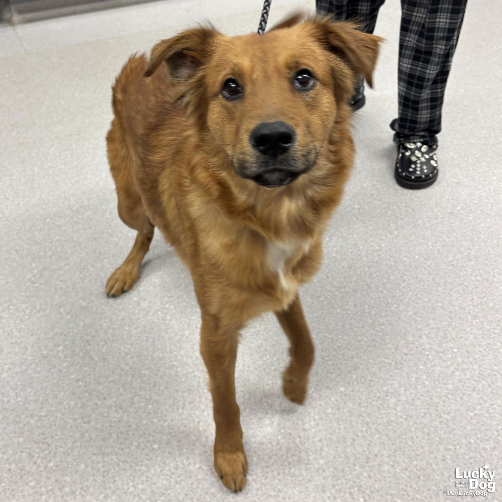 BEAR - Golden Retriever available for adoption