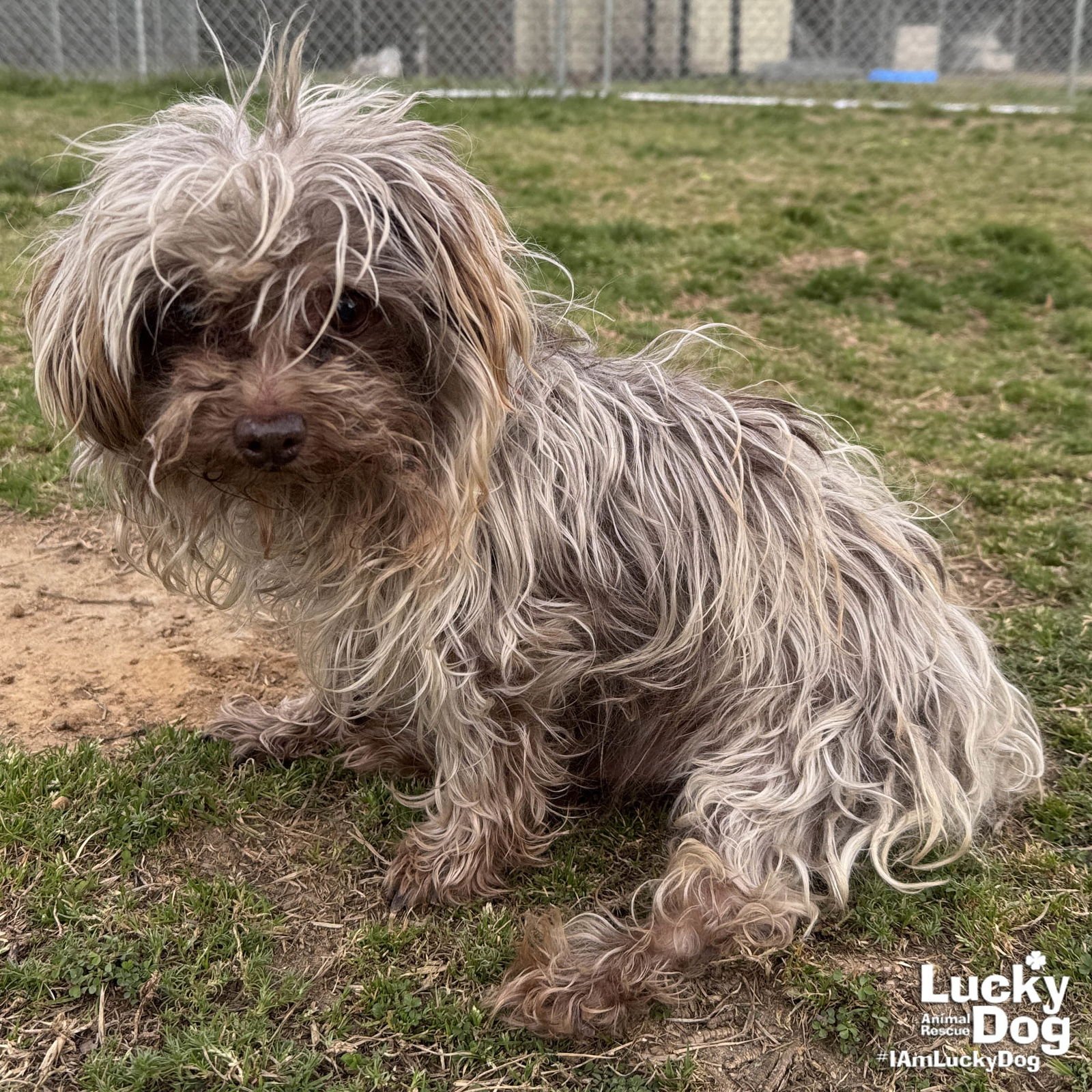 DRACO - Maltese / Yorkshire Terrier Yorkie available for adoption