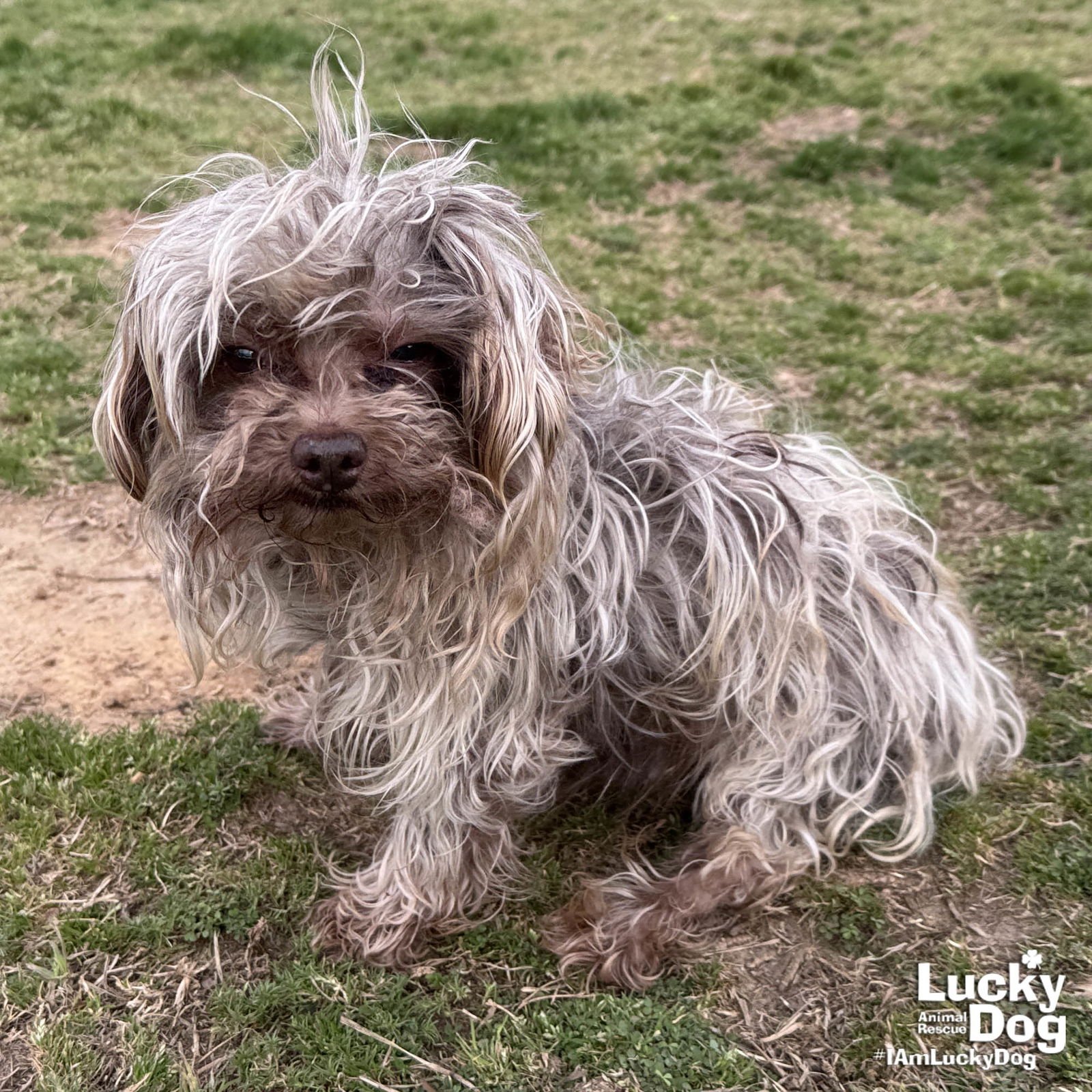 DRACO - Maltese / Yorkshire Terrier Yorkie available for adoption