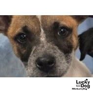 RAVEN - Labrador Retriever / Retriever available for adoption