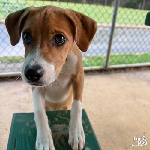 BAMBINO - Retriever available for adoption