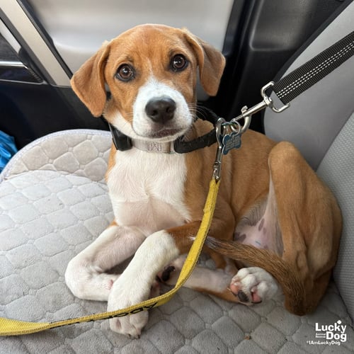 BAMBINO - Retriever available for adoption