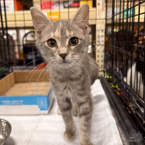 ROLY POLA - Domestic Short Hair available for adoption