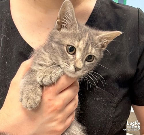 ROLY POLA - Domestic Short Hair available for adoption