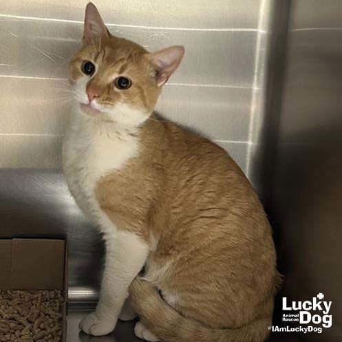 MARKO - Domestic Short Hair available for adoption