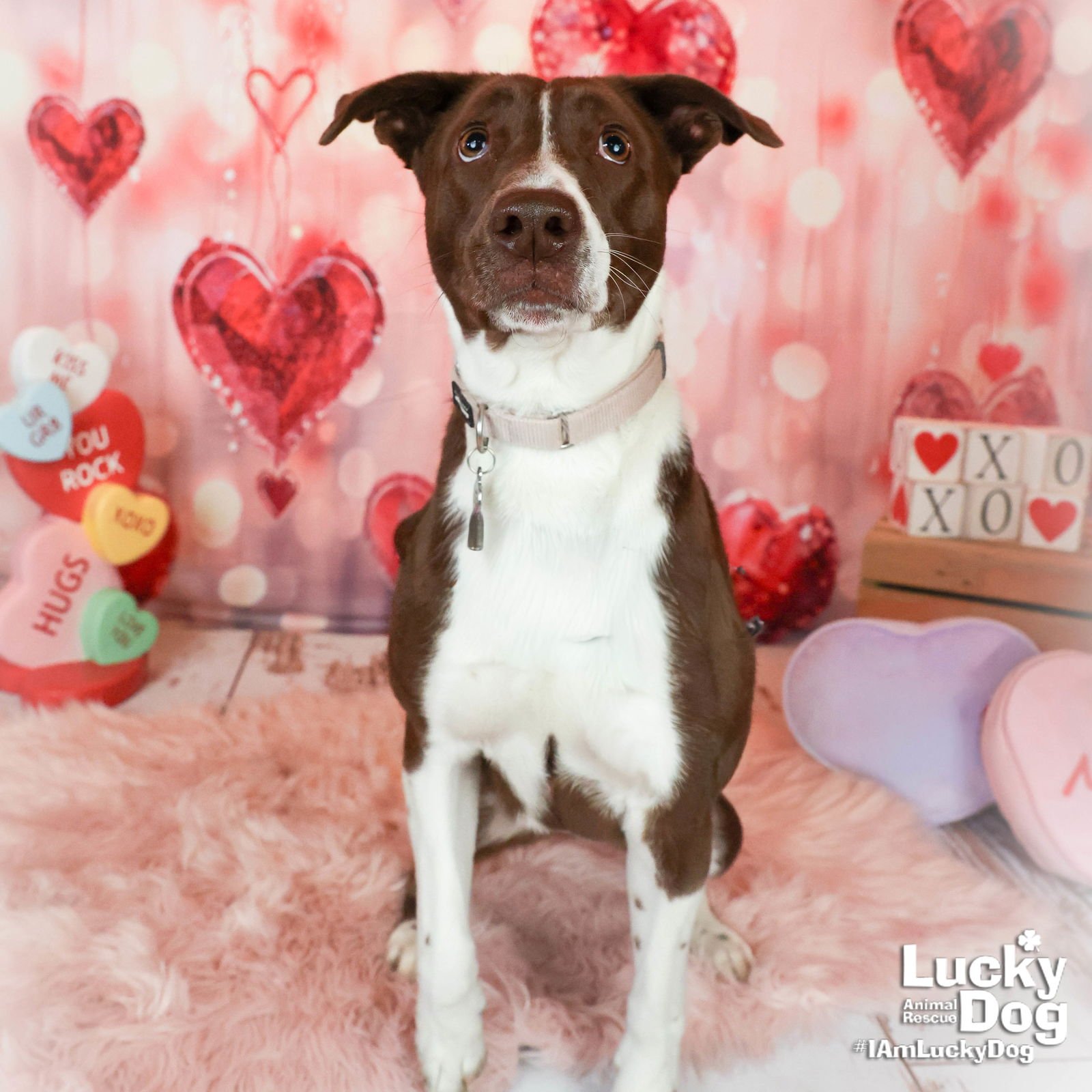 LONDON BRIDGE - Border Collie / Pointer available for adoption