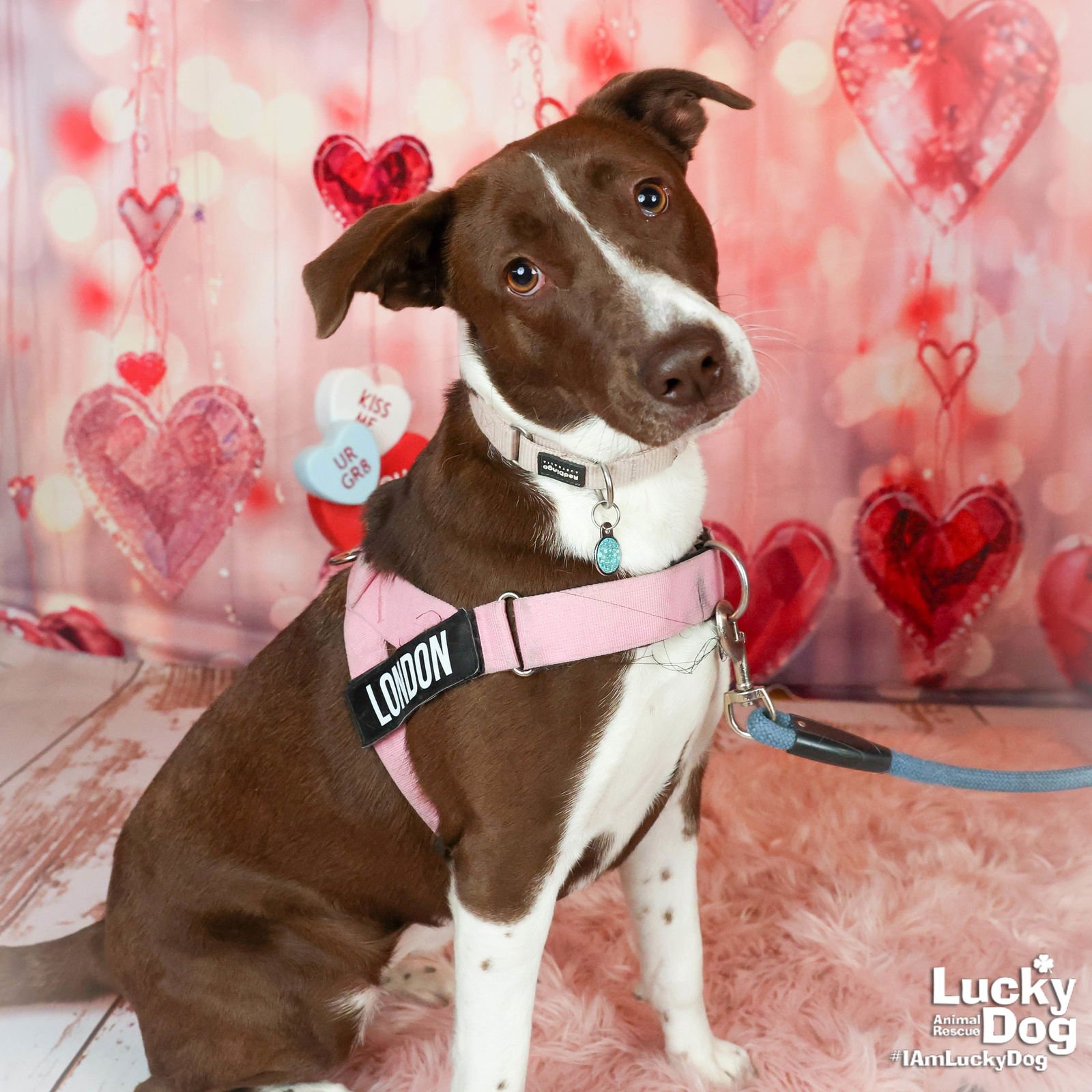 LONDON BRIDGE - Border Collie / Pointer available for adoption