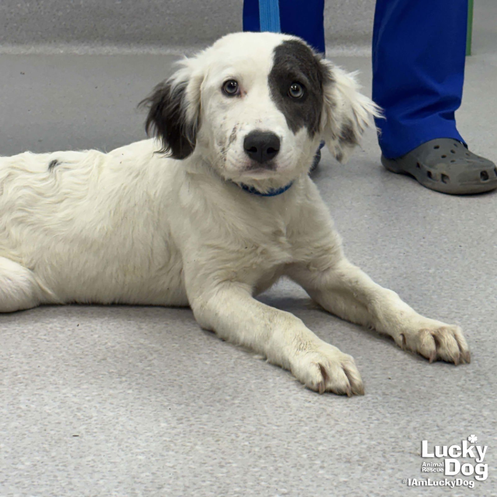 OATMEAL - Australian Shepherd available for adoption