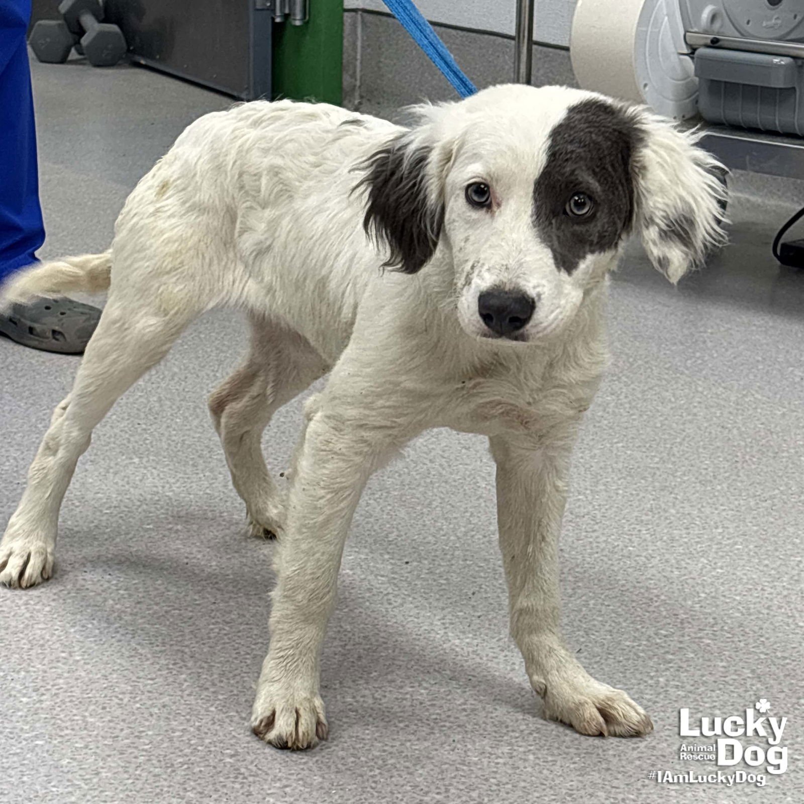 OATMEAL - Australian Shepherd available for adoption