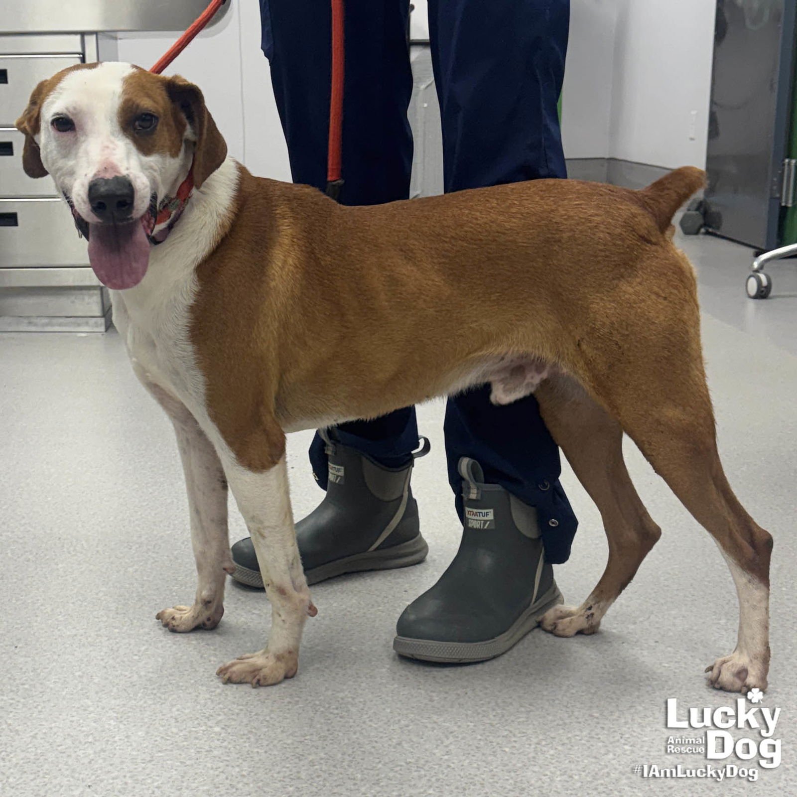 RANDY - Pointer / Shepherd available for adoption