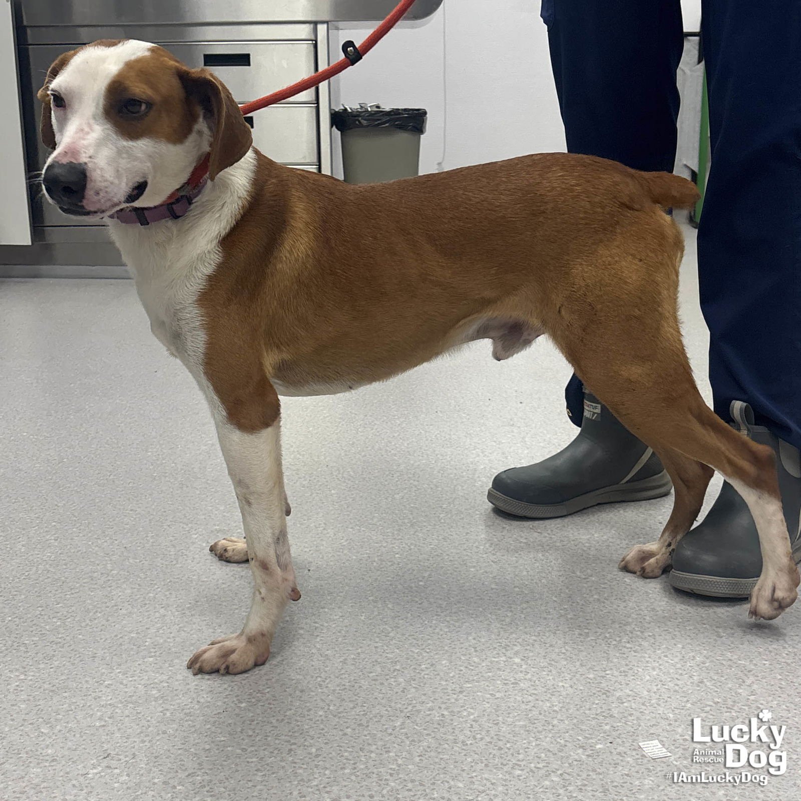 RANDY - Pointer / Shepherd available for adoption