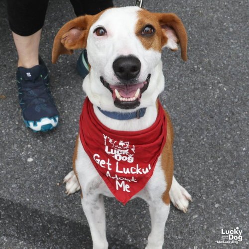RANDY - Pointer / Shepherd available for adoption