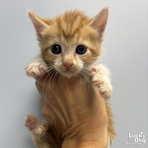 FLAME - Domestic Short Hair available for adoption