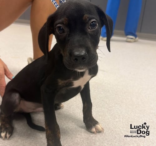 CASTOR - Labrador Retriever / Dachshund available for adoption