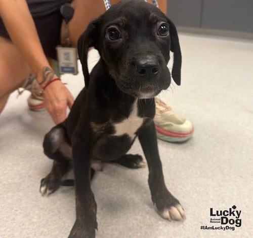 CASTOR - Labrador Retriever / Dachshund available for adoption