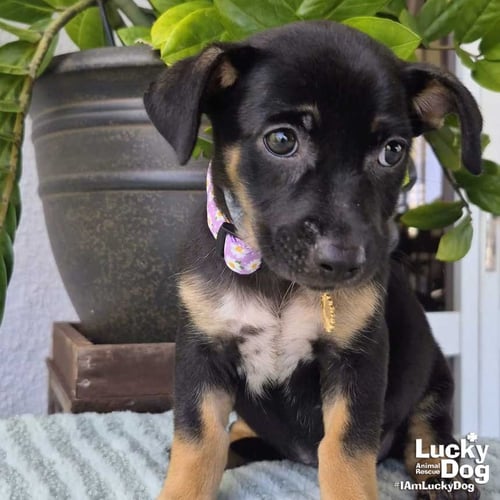 ODELE - Dachshund available for adoption