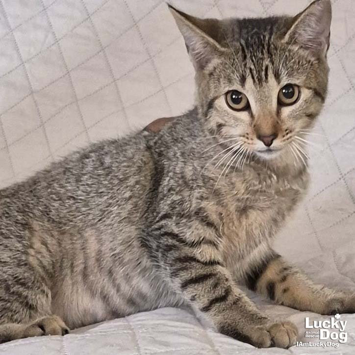CANNA - Domestic Short Hair / Tabby available for adoption