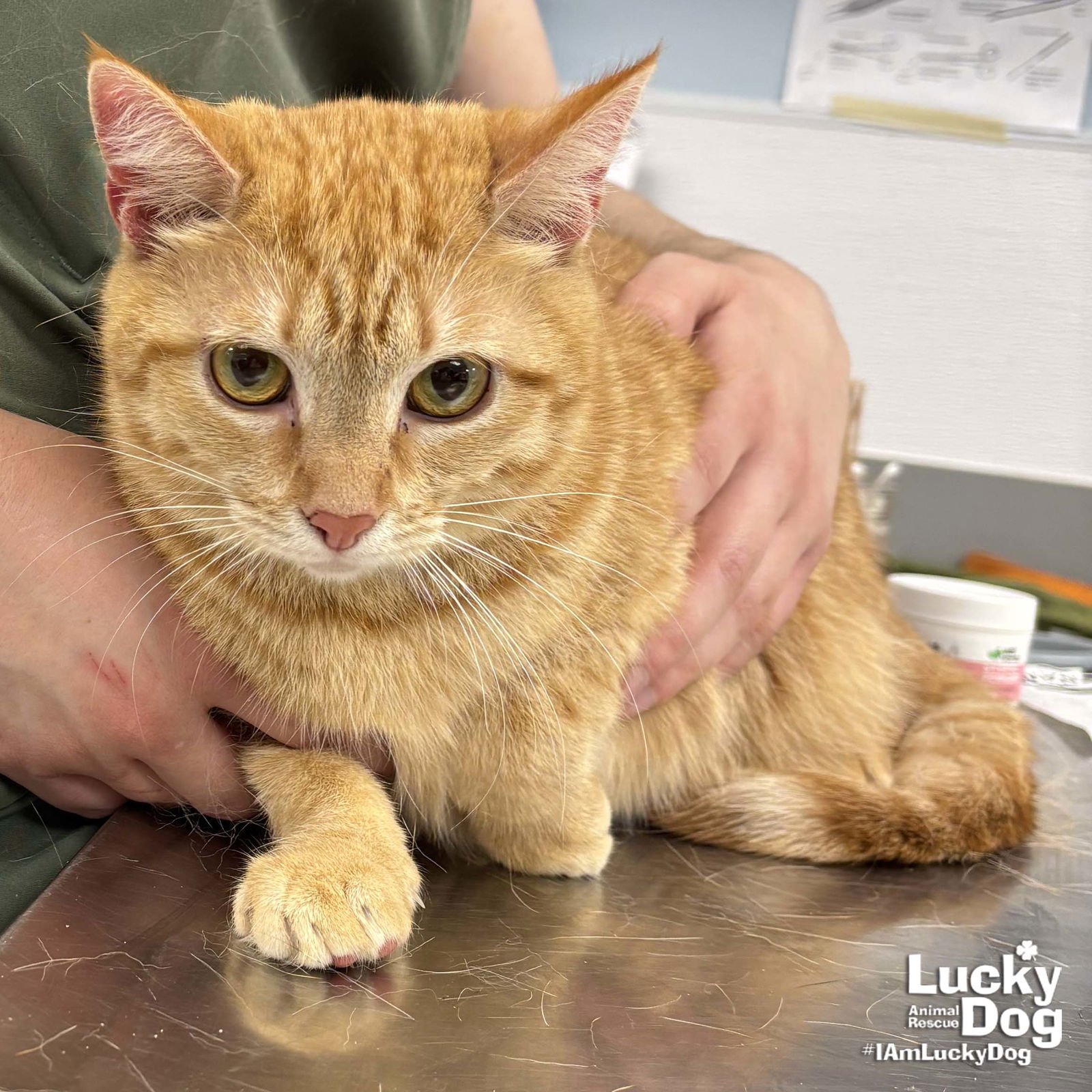 ROSIE - Domestic Short Hair available for adoption