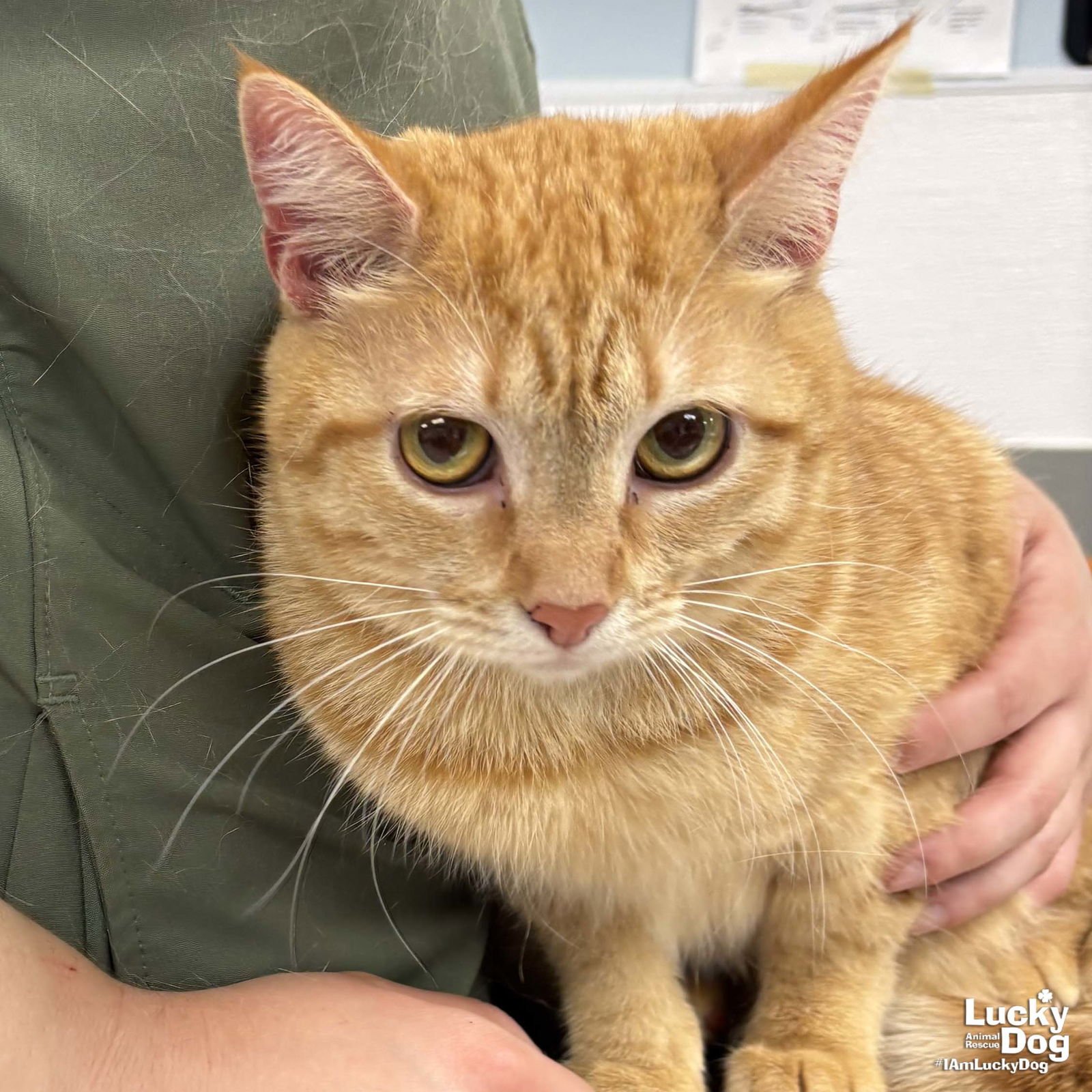 ROSIE - Domestic Short Hair available for adoption