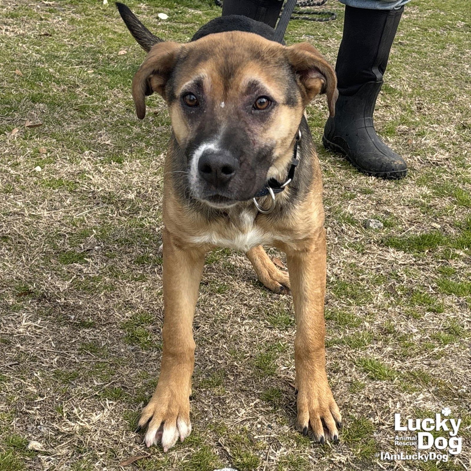 SOAP - Shepherd / Retriever available for adoption