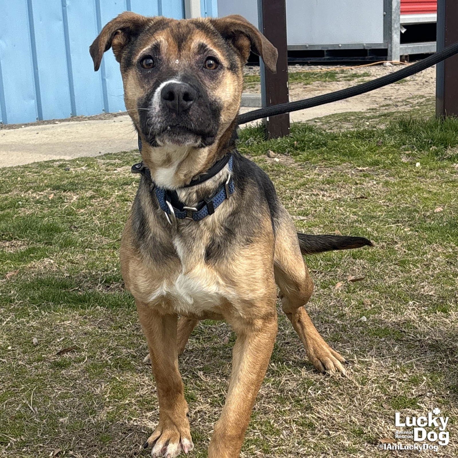 SOAP - Shepherd / Retriever available for adoption