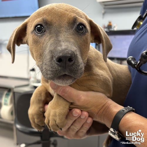 ETHEL - Dachshund / Retriever available for adoption
