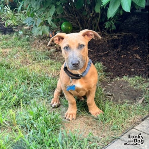 ETHEL - Dachshund / Retriever available for adoption