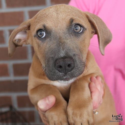 ETHEL - Dachshund / Retriever available for adoption