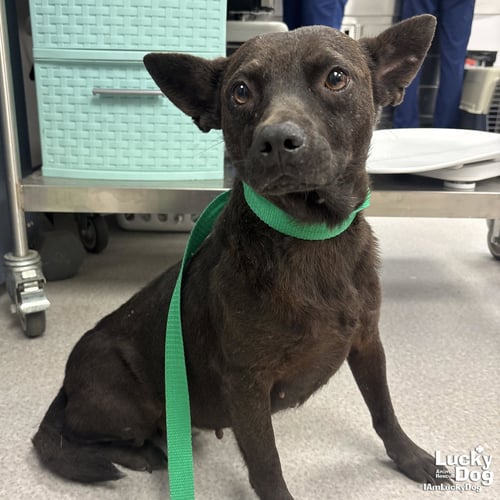 PABLITA - Terrier / Chihuahua available for adoption