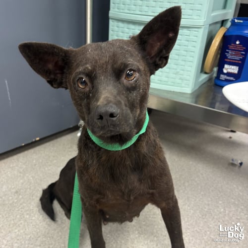PABLITA - Terrier / Chihuahua available for adoption